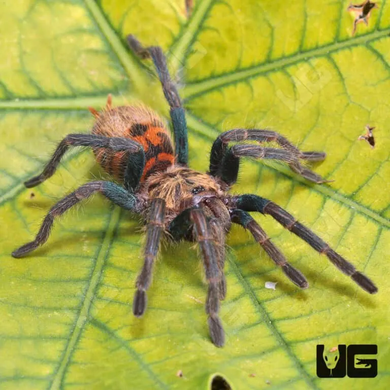 23451 gbb defensive pose
