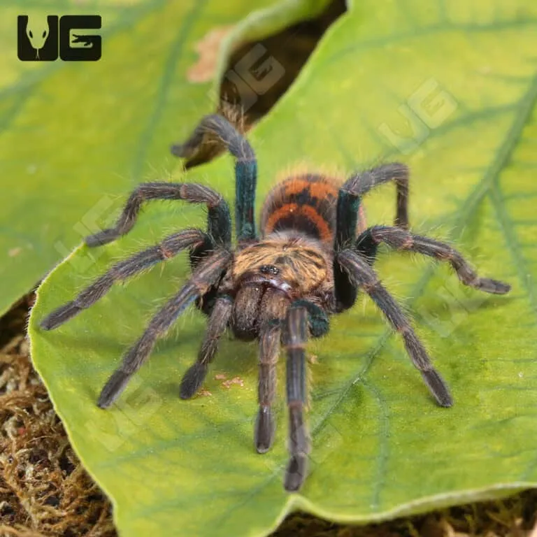 23451 gbb feeding