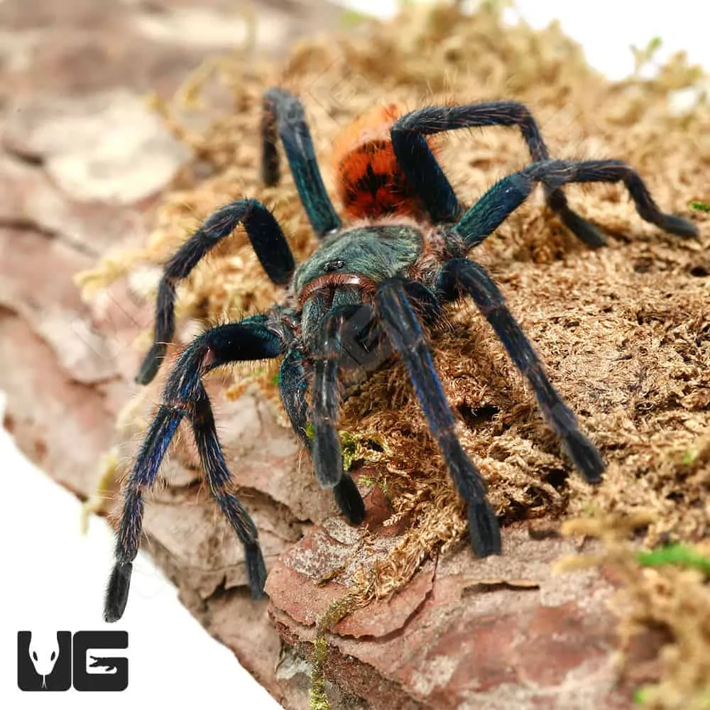 23451 gbb habitat