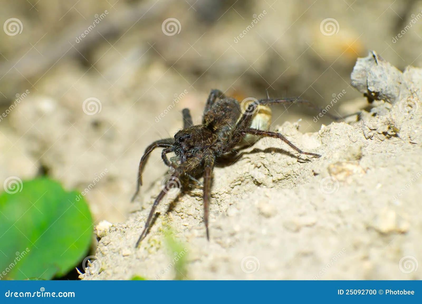 23452 healthy baby tarantula
