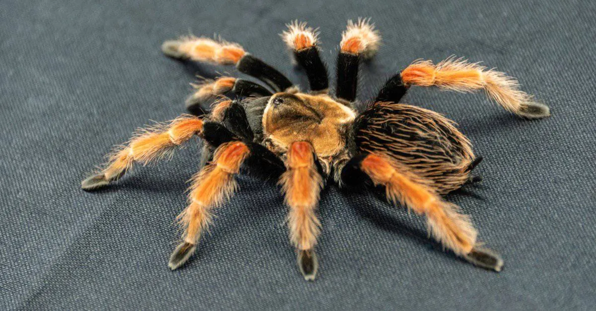 /img/23452-tarantula-feeding-mistakes.webp