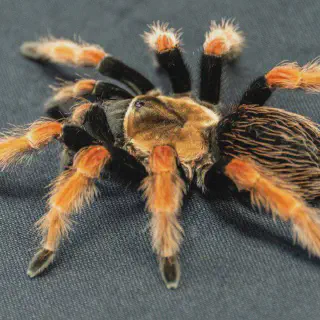 /img/23452-tarantula-feeding-mistakes.webp