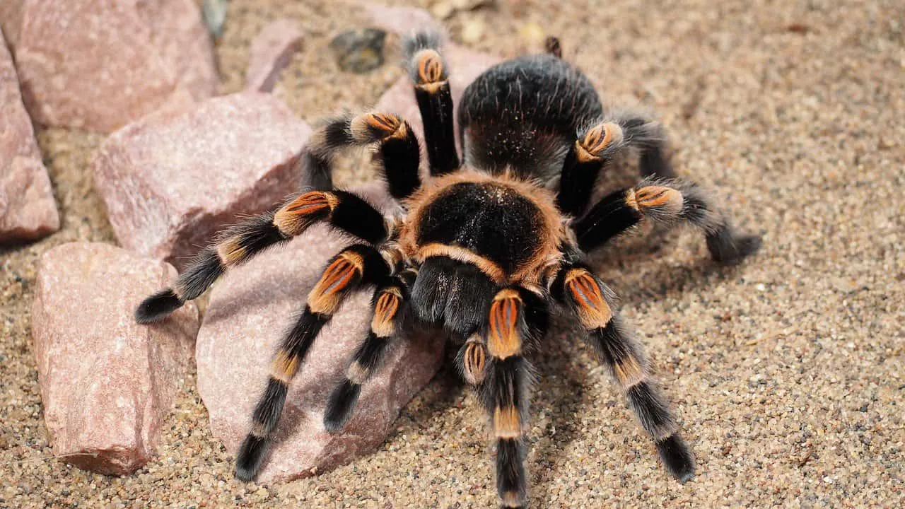 23453 tarantula enclosure cost