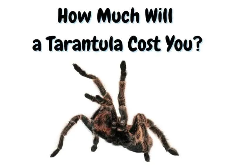 23453 tarantula food cost