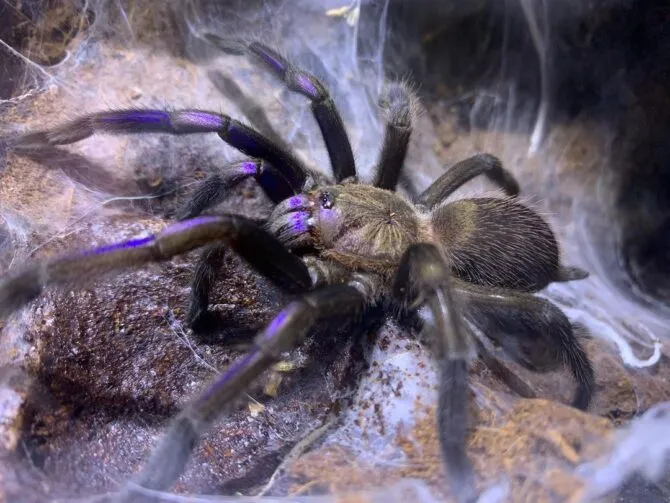 23454 electric blue tarantula enclosure