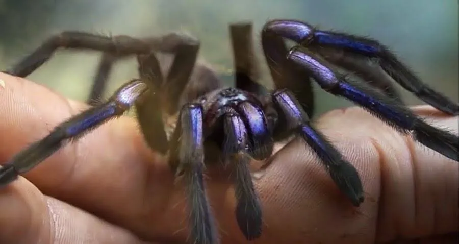 23454 electric blue tarantula feeding