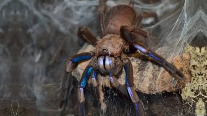 23454 electric blue tarantula handling