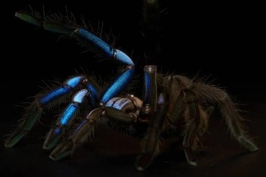 23454 electric blue tarantula molting