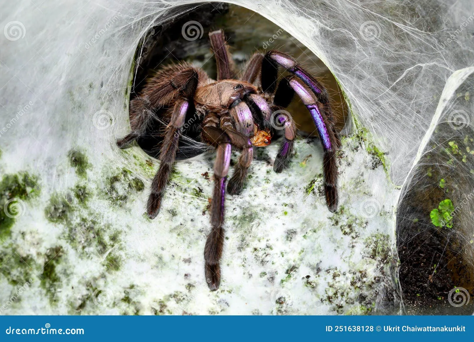 /img/23454-electric-blue-tarantula-substrate.webp