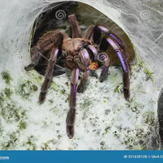 /img/23454-electric-blue-tarantula-substrate.webp