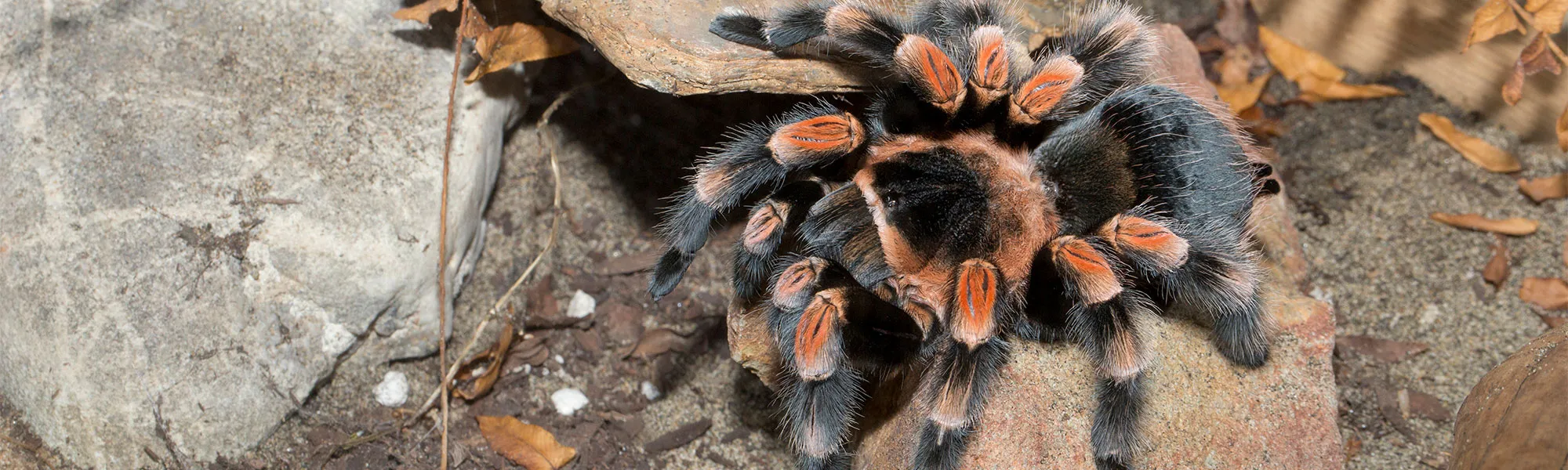 23455 tarantula breeding