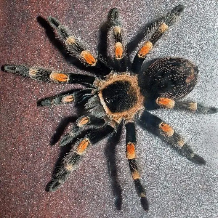 23455 tarantula eating habits