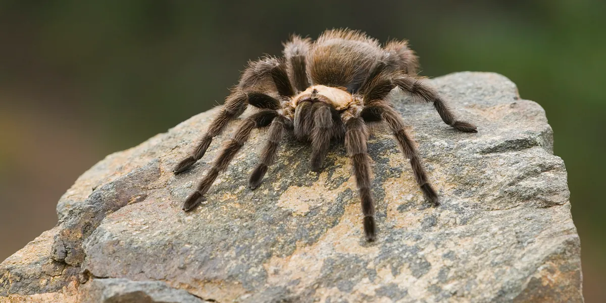 /img/23455-tarantula-faq.webp