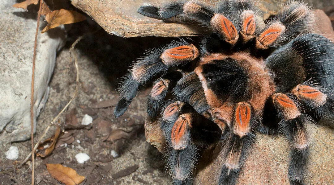 23455 tarantula predators