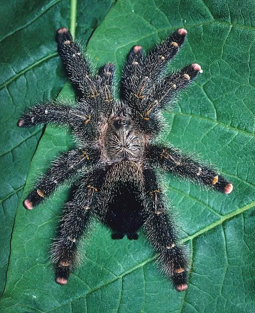 23456 crickets for tarantulas