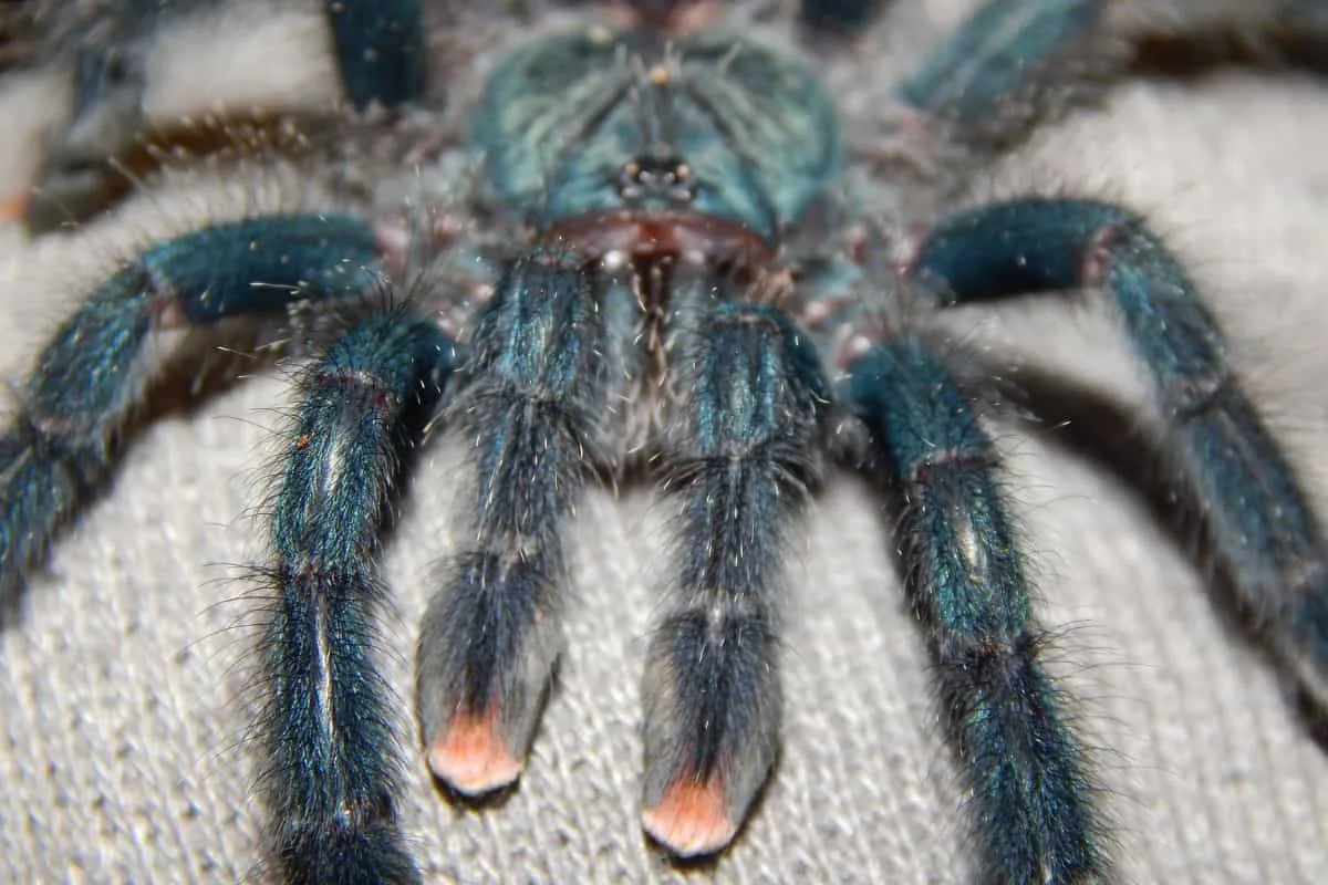 /img/23456-healthy-pinktoe-tarantula.webp