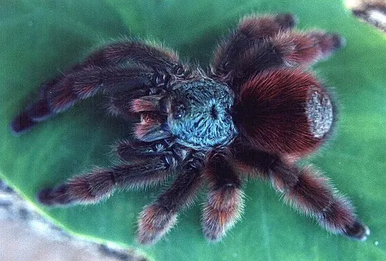 23456 pinktoe tarantula eating