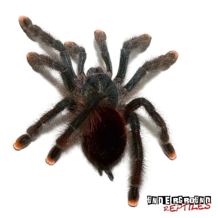23456 roaches for tarantulas