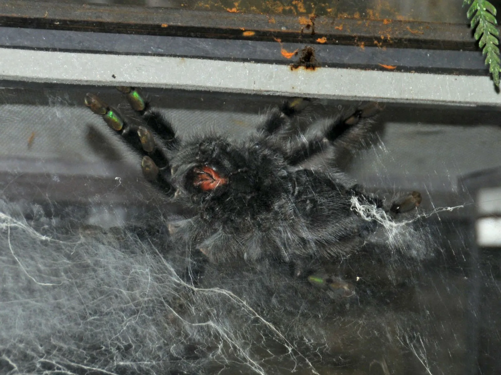 23456 tarantula feeding guide