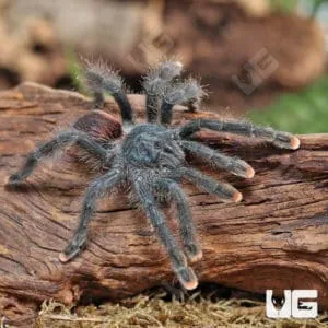 23456 water dish for tarantula