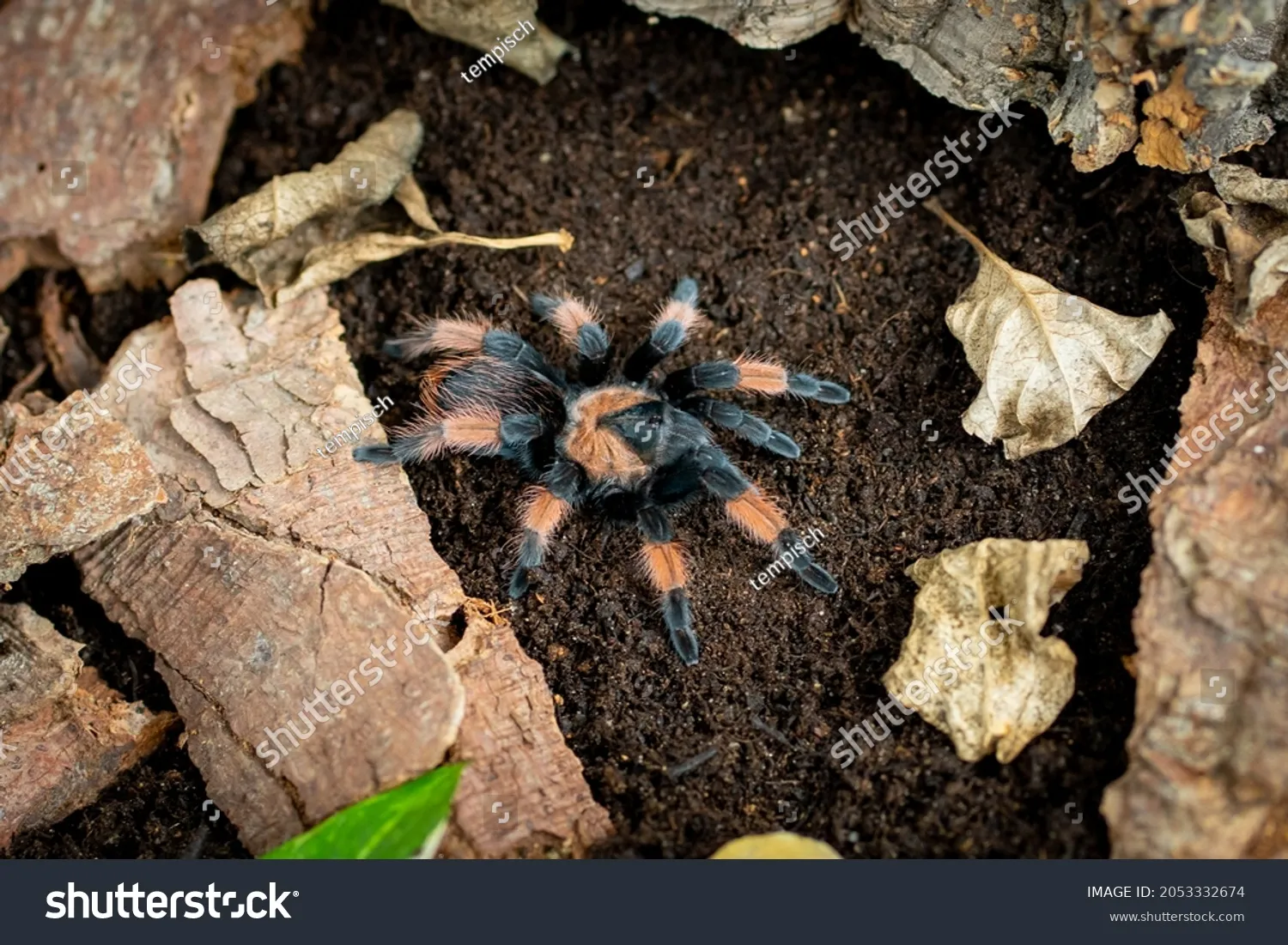 23457 redleg tarantula breeding