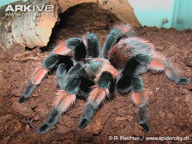 23457 redleg tarantula feeding