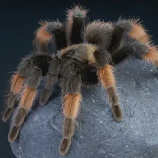 /img/23457-redleg-tarantula-growth.webp