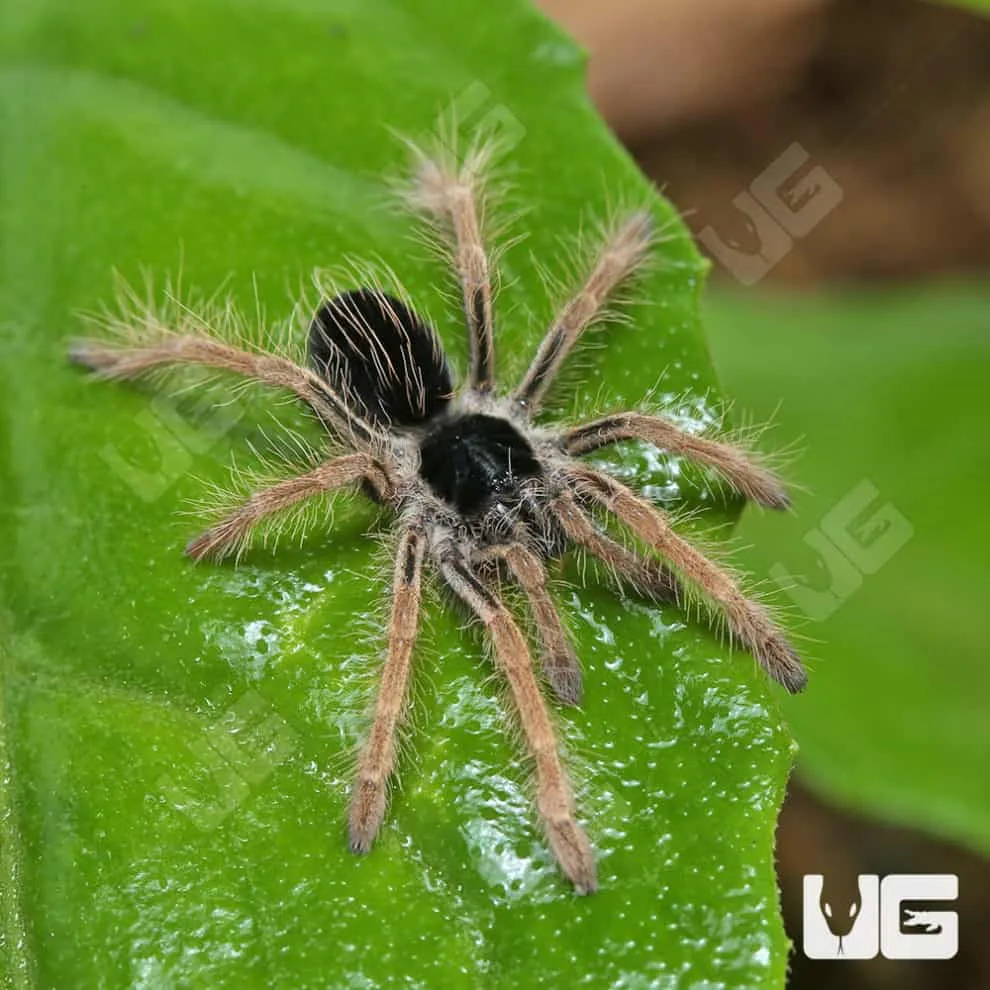 23457 redleg tarantula habitat