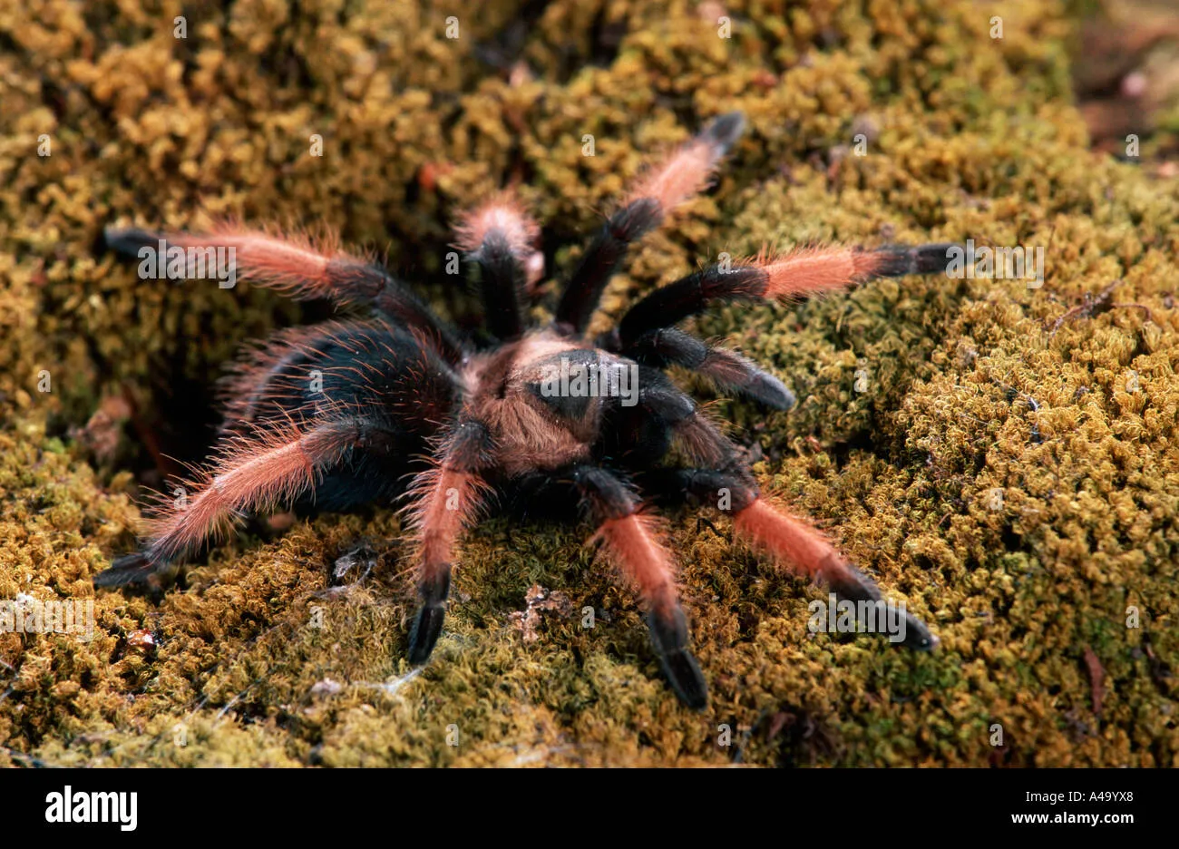 23457 redleg tarantula handling
