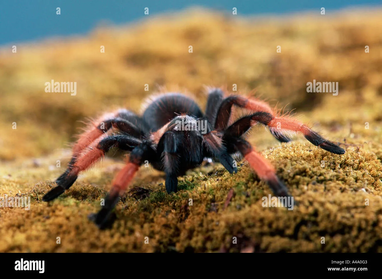 23457 redleg tarantula health