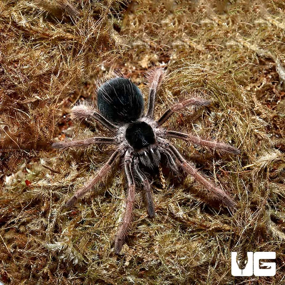 23457 redleg tarantula selection