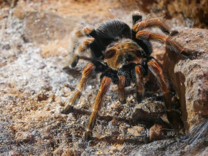 23457 redleg tarantula water