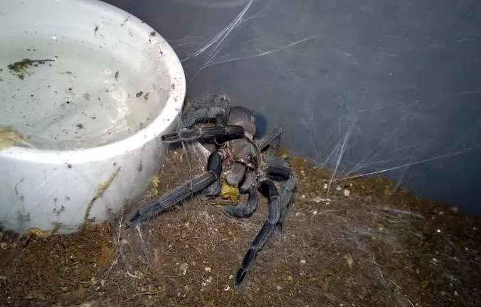 /img/23458-juvenile-tarantula-sizes.webp