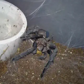 /img/23458-juvenile-tarantula-sizes.webp