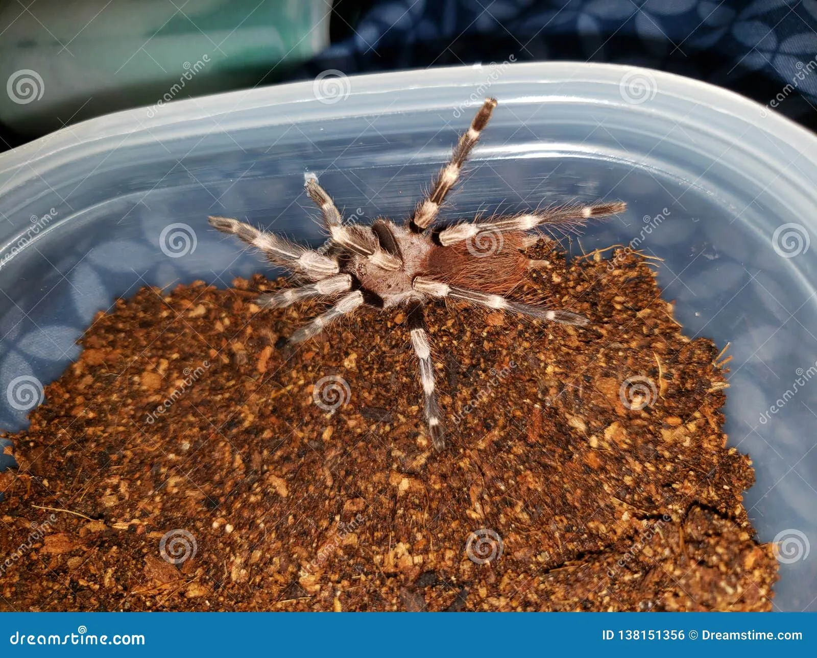 23458 tarantula drinking water