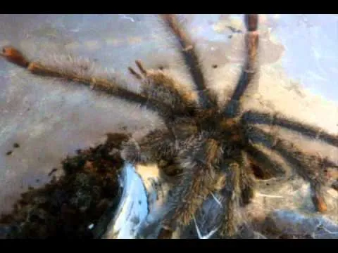 23458 tarantula eating cricket