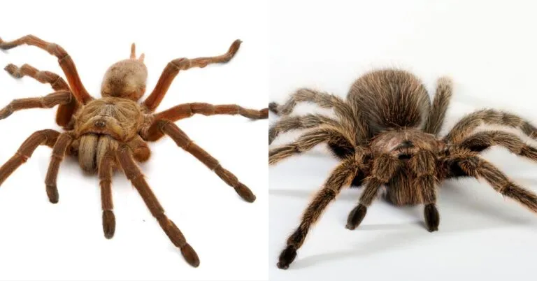 23459 tarantula female coloration