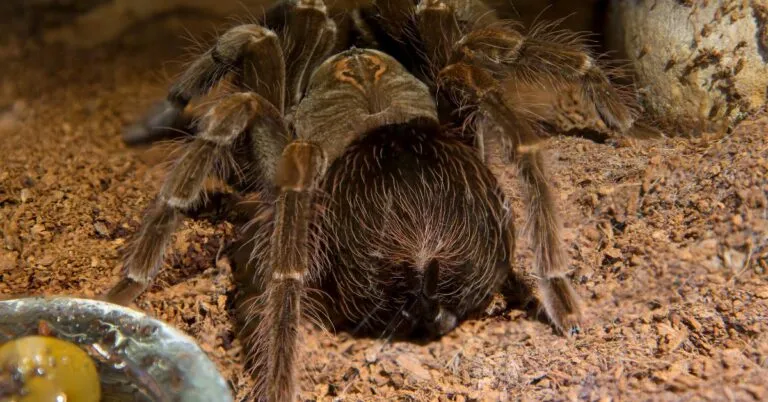 23459 tarantula female spermatheca