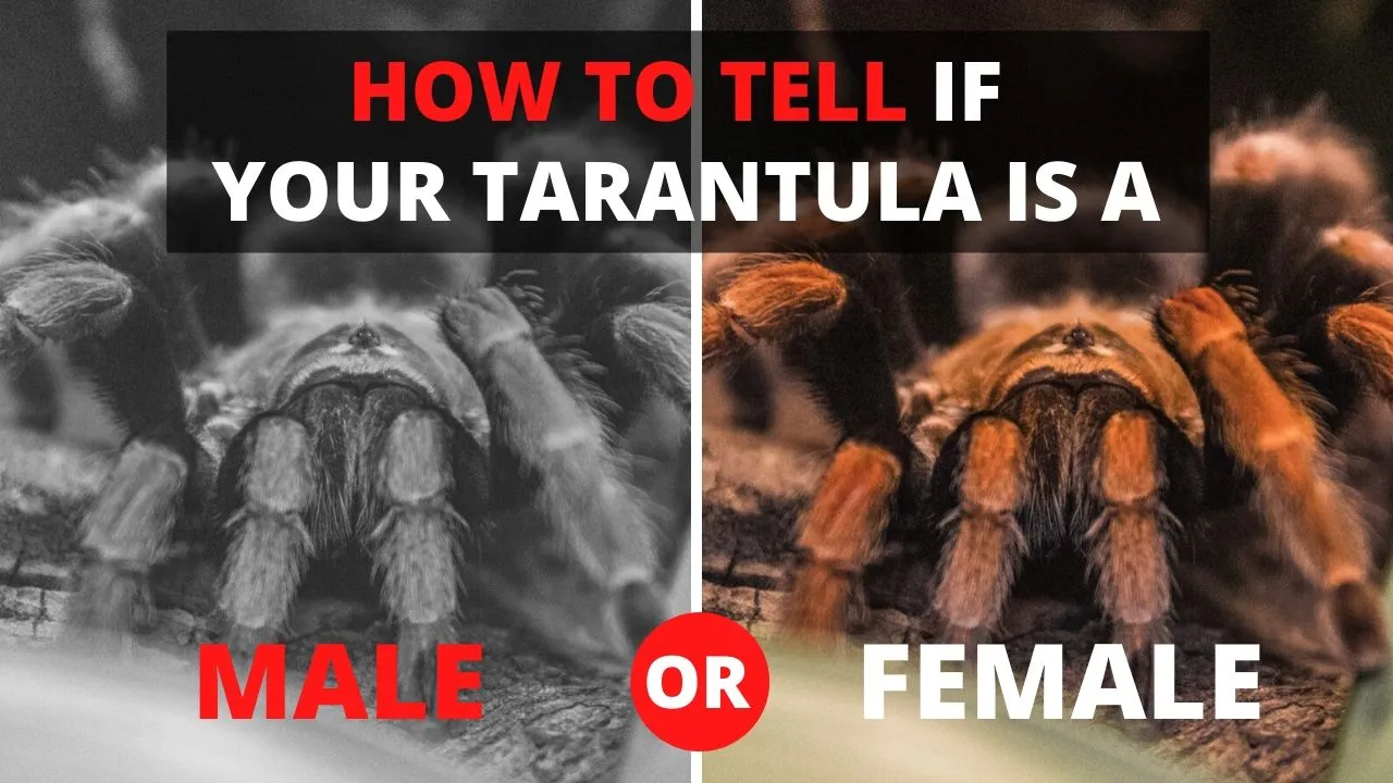 23459 tarantula male legspan