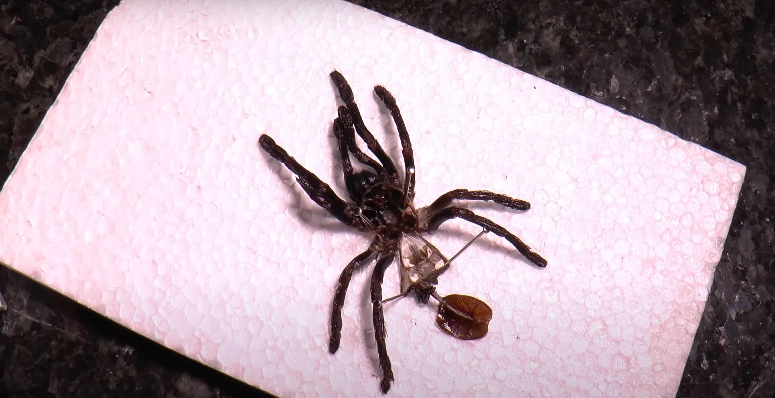 /img/23459-tarantula-male-molting.webp