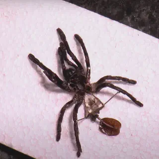 /img/23459-tarantula-male-molting.webp