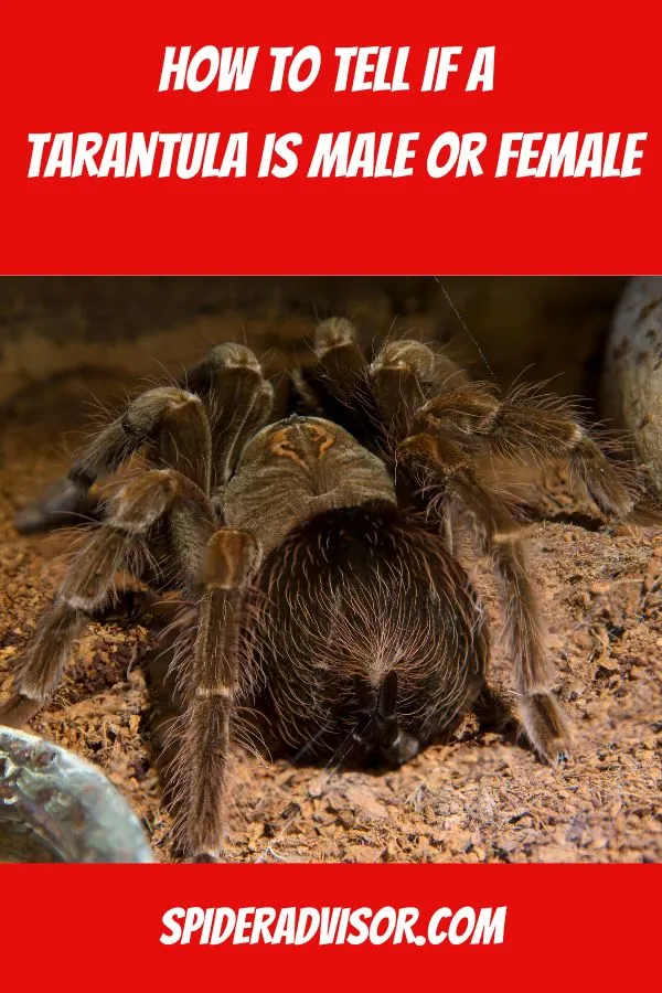 23459 tarantula male pedipalps