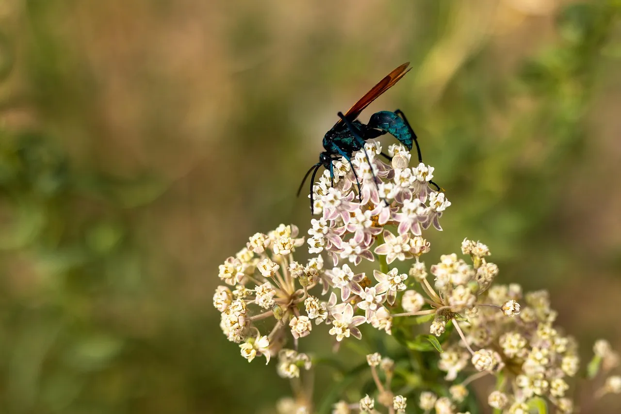 /img/23460-tarantula-wasp-ecosystem.webp