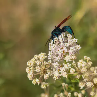 /img/23460-tarantula-wasp-ecosystem.webp