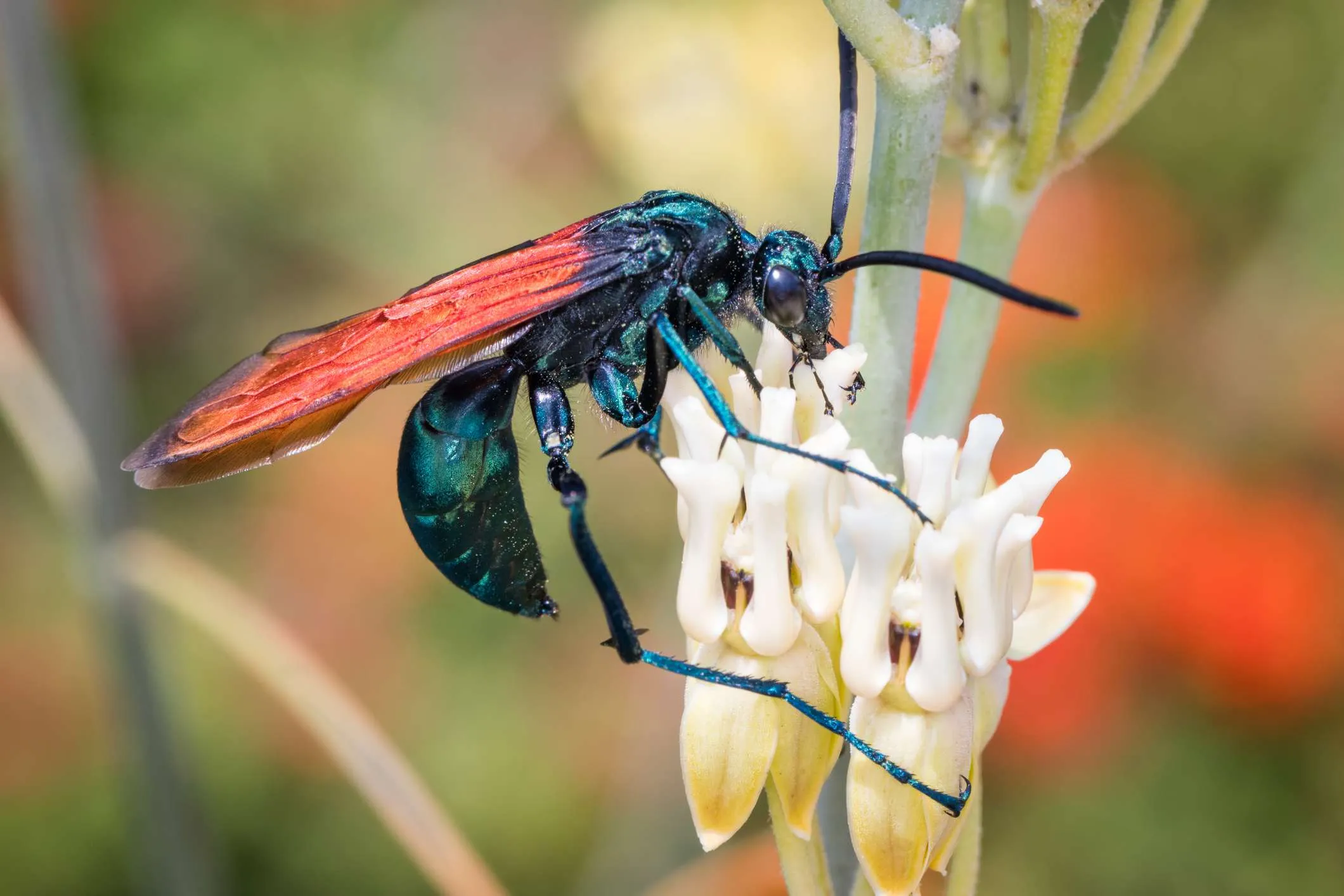 23460 tarantula wasp first aid