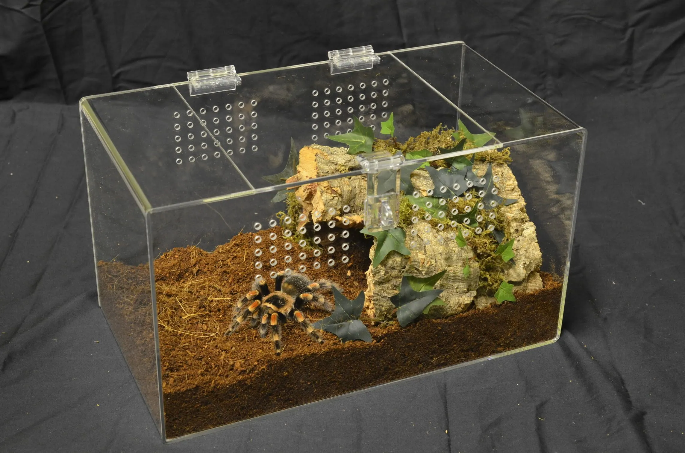 23461 tarantula tank acrylic advantages