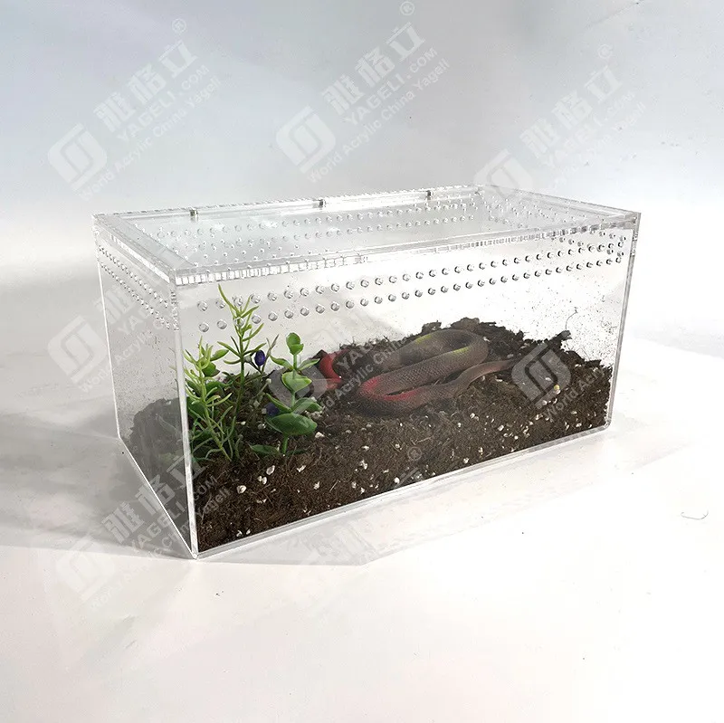 /img/23461-tarantula-tank-acrylic-decorating.webp