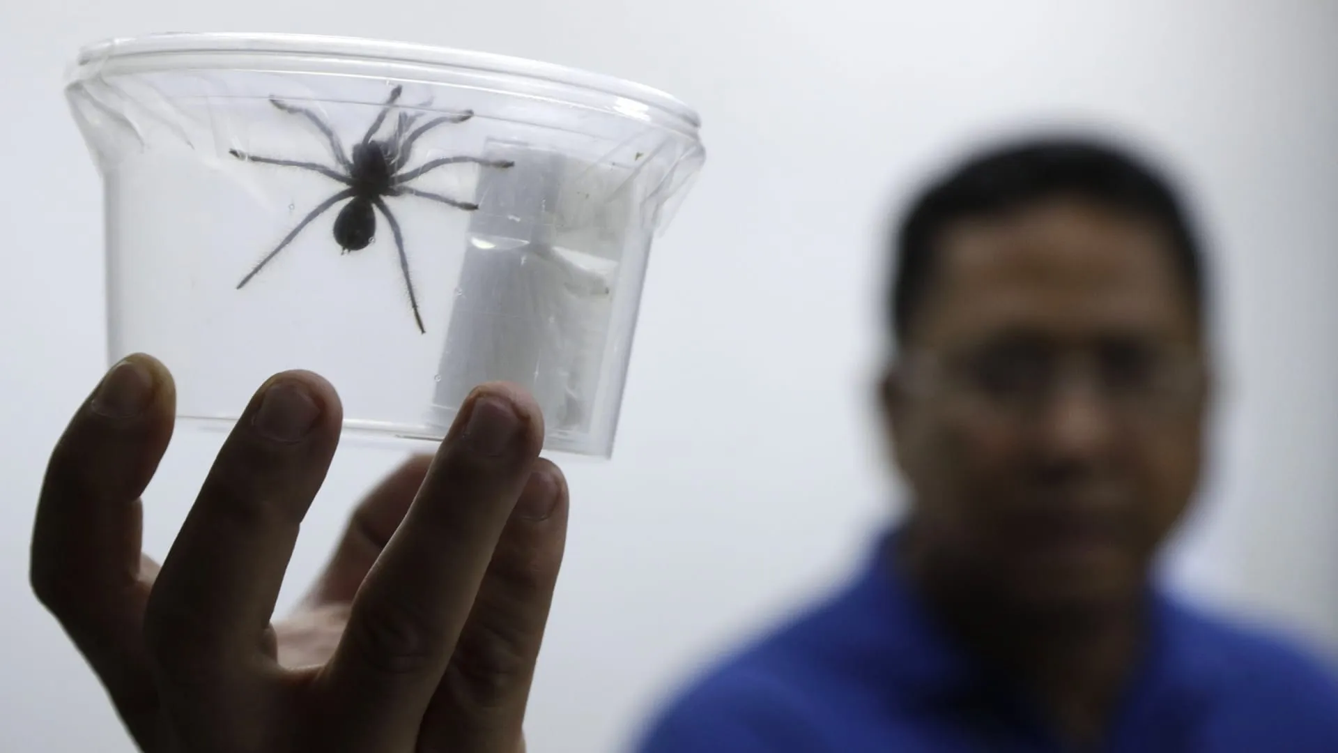 23462 tarantula feeding philippines