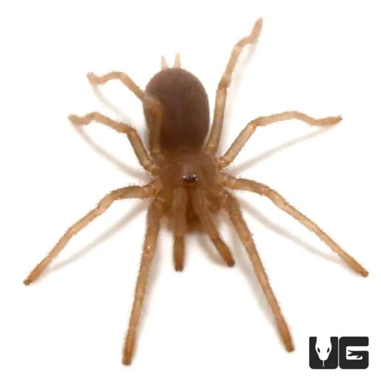 23462 tarantula handling philippines