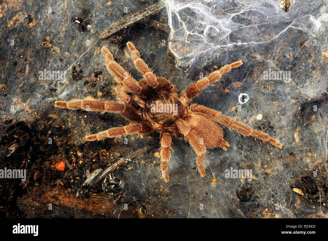 /img/23462-tarantula-laws-philippines.webp